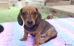 Miniature Dachshund dogs for sale: Ready now Miniature smoothhaired dachshunds - Image 19