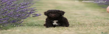 Spanish Water Dog 1