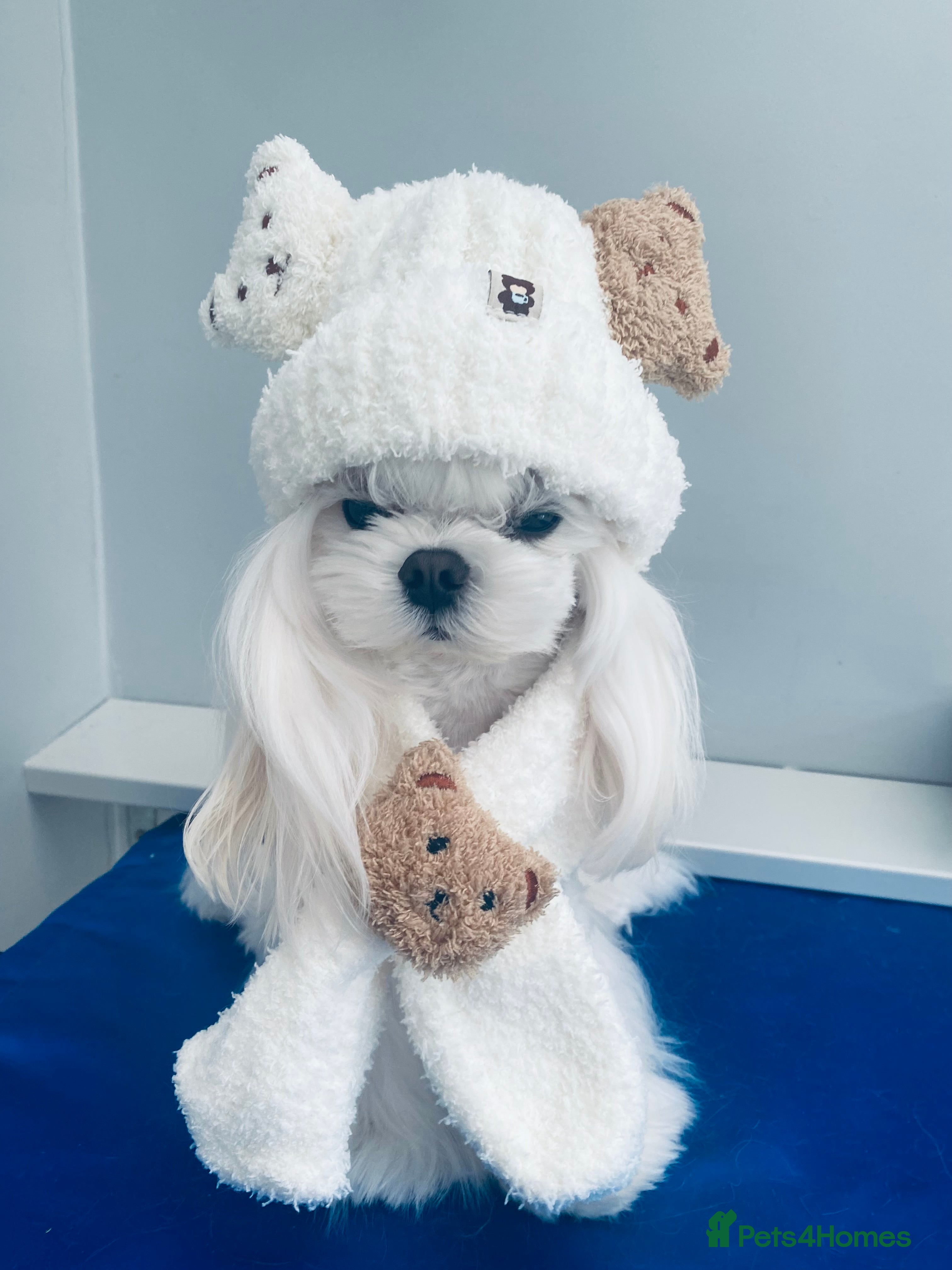 Maltese dogs ❤️DNA health tested Tiny Korean Maltese boy❤️ - Advert 3