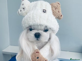 Maltese dogs ❤️DNA health tested Tiny Korean Maltese boy❤️ - Advert 3