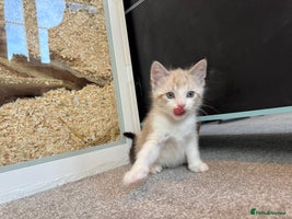 Mixed Breed cats - Advert 3