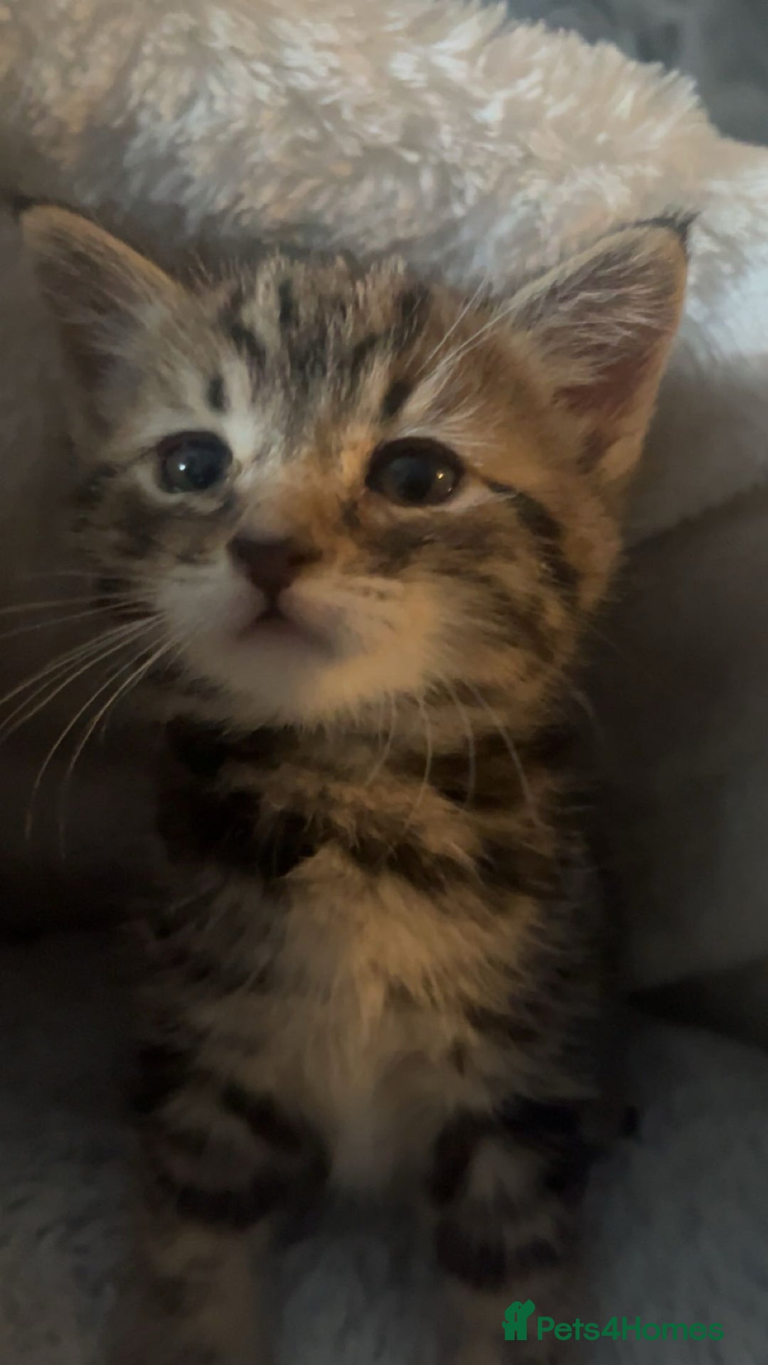 Mixed Breed cats for sale: 8 week old 1 boy 1 girl  - Advert 4