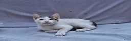 Domestic Shorthair cats for sale: 2 Beautiful kittens  - Advert 3
