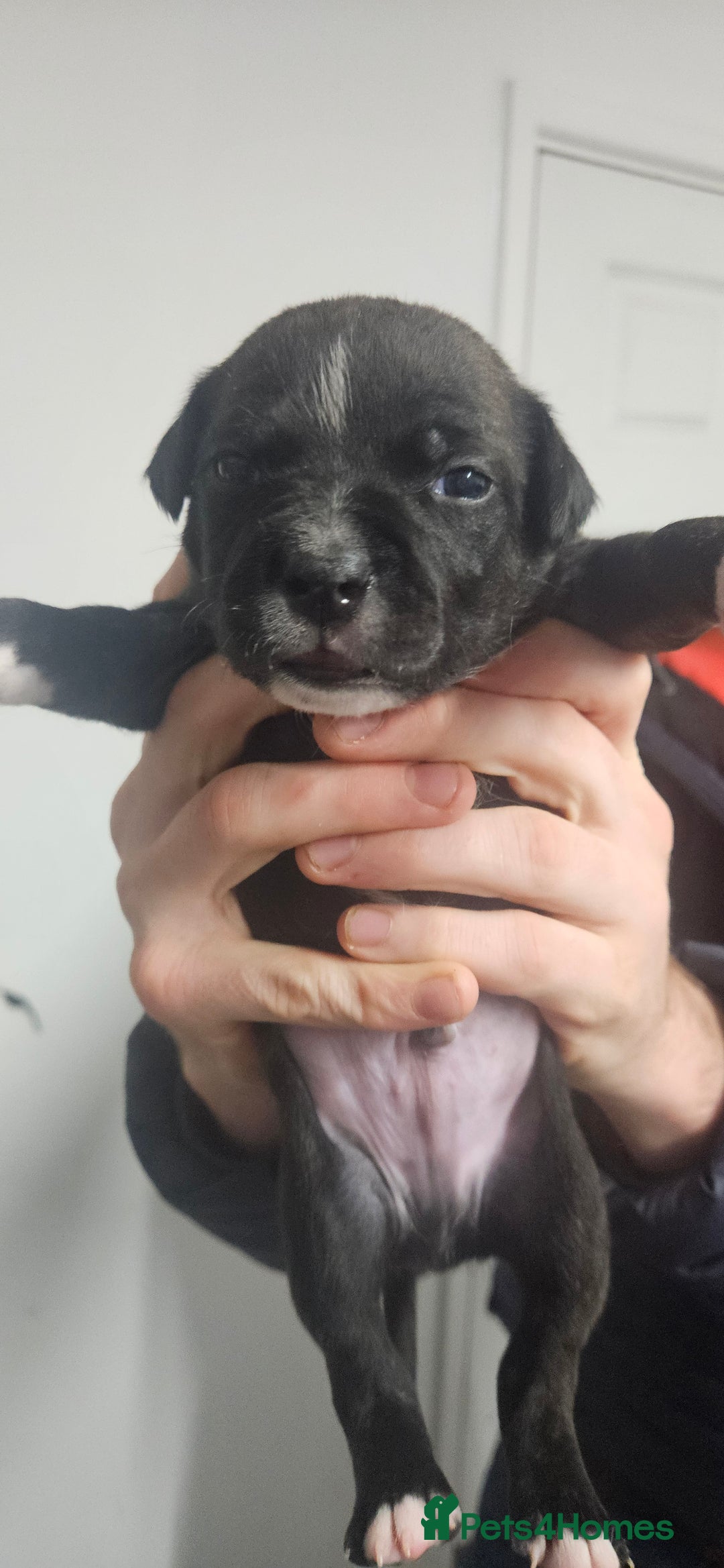 Mixed Breed dogs for sale: Mix Staffy puppies  - Image 18