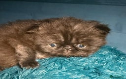 Persian cats for sale: Gorgeous Persians gccf registered pkd neg   - Image 13