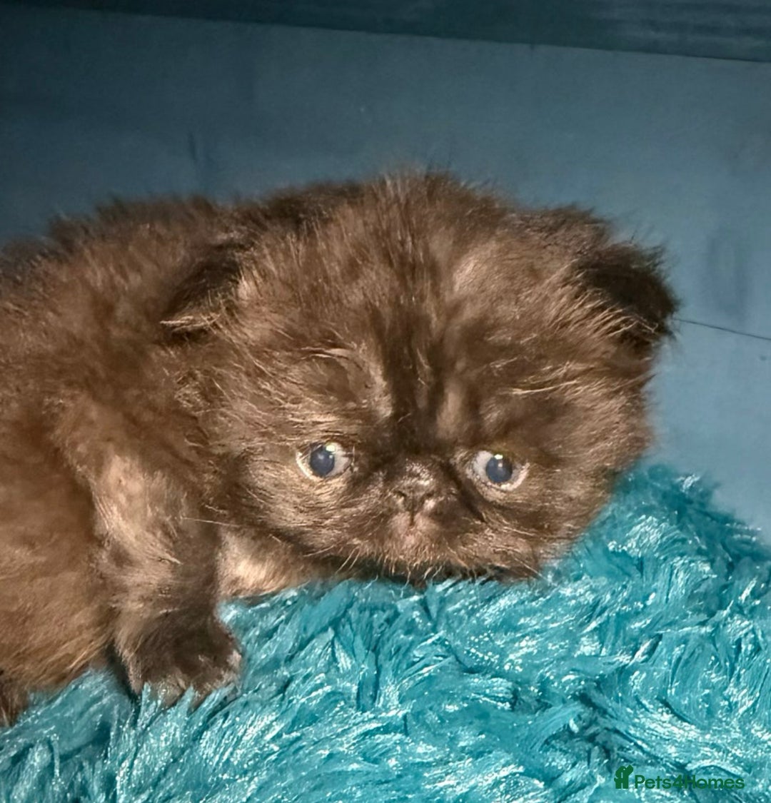 Persian cats for sale: Gorgeous Persians gccf registered pkd neg   - Image 13