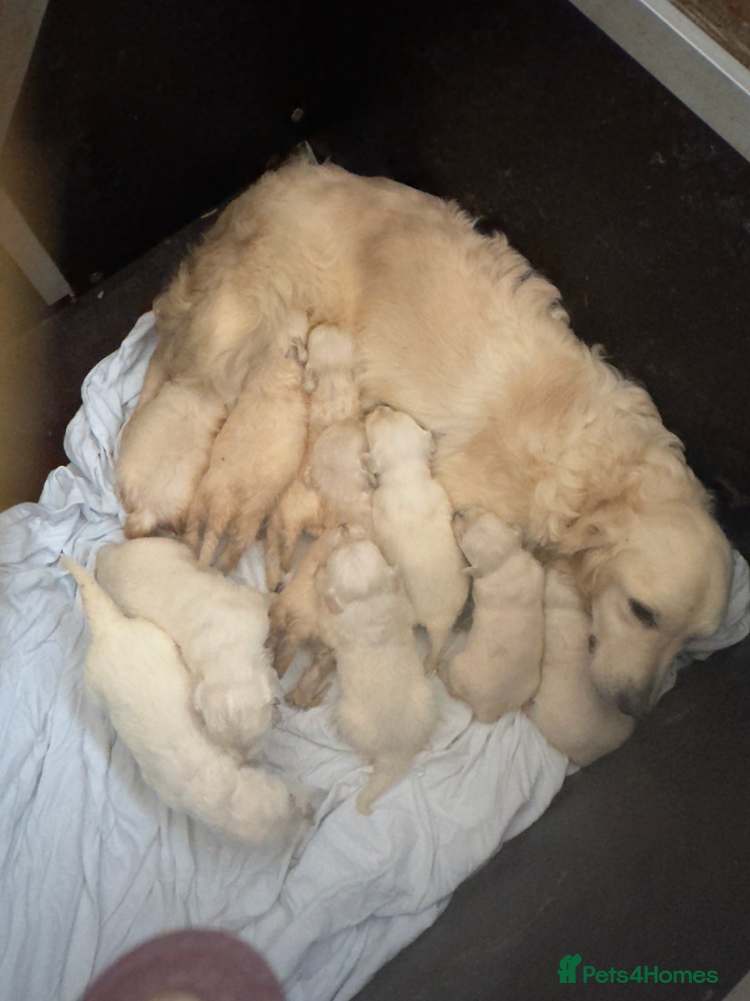 Golden Retriever dogs for sale: Golden Retrievers -Goadream kc  - Advert 7