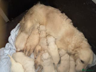 Golden Retriever dogs Golden Retrievers -Goadream kc - Advert 15