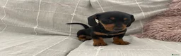 Dachshund dogs for sale: Miniature Dachshund Puppies - Stunning Litter - Advert 5
