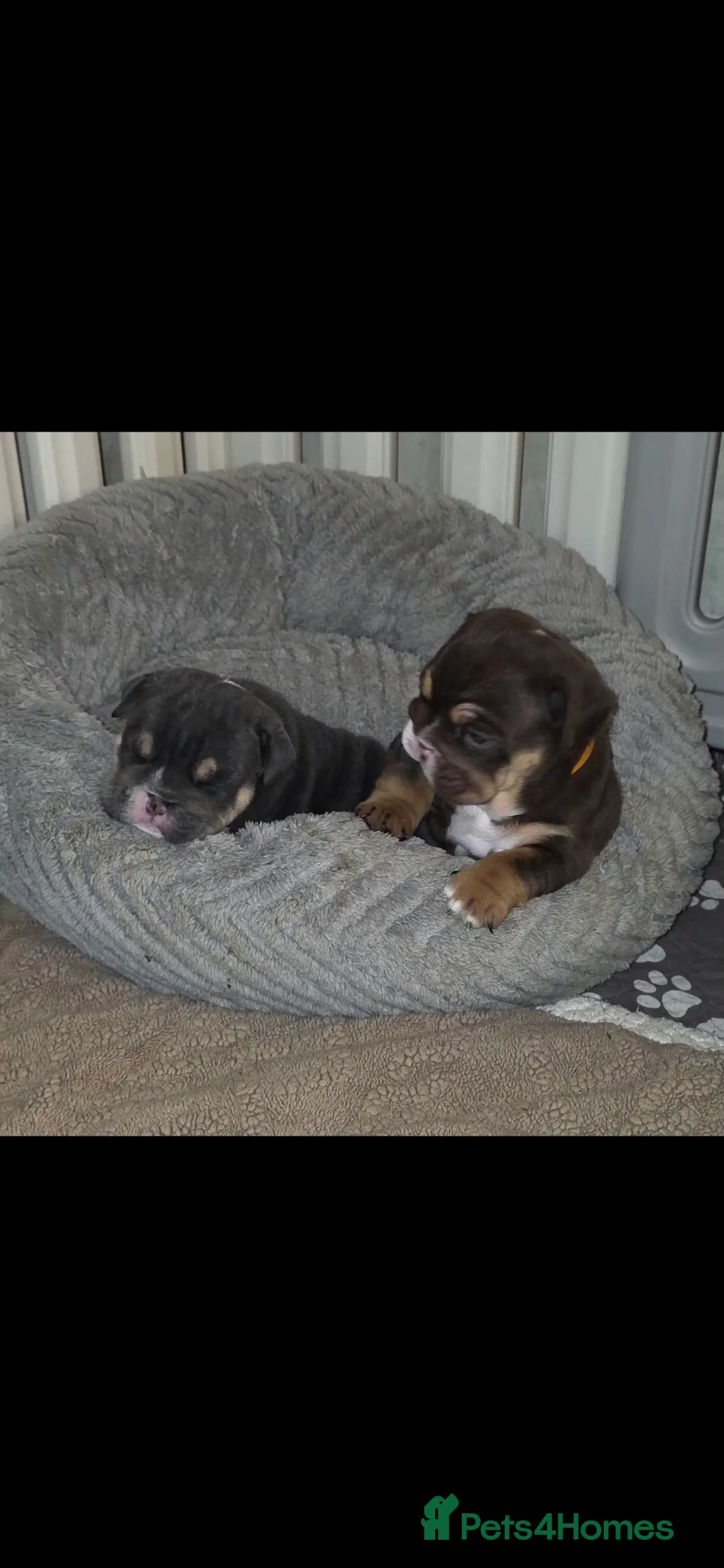 English Bulldog dogs for sale: Litter of 7 English Bulldogs - Advert 17