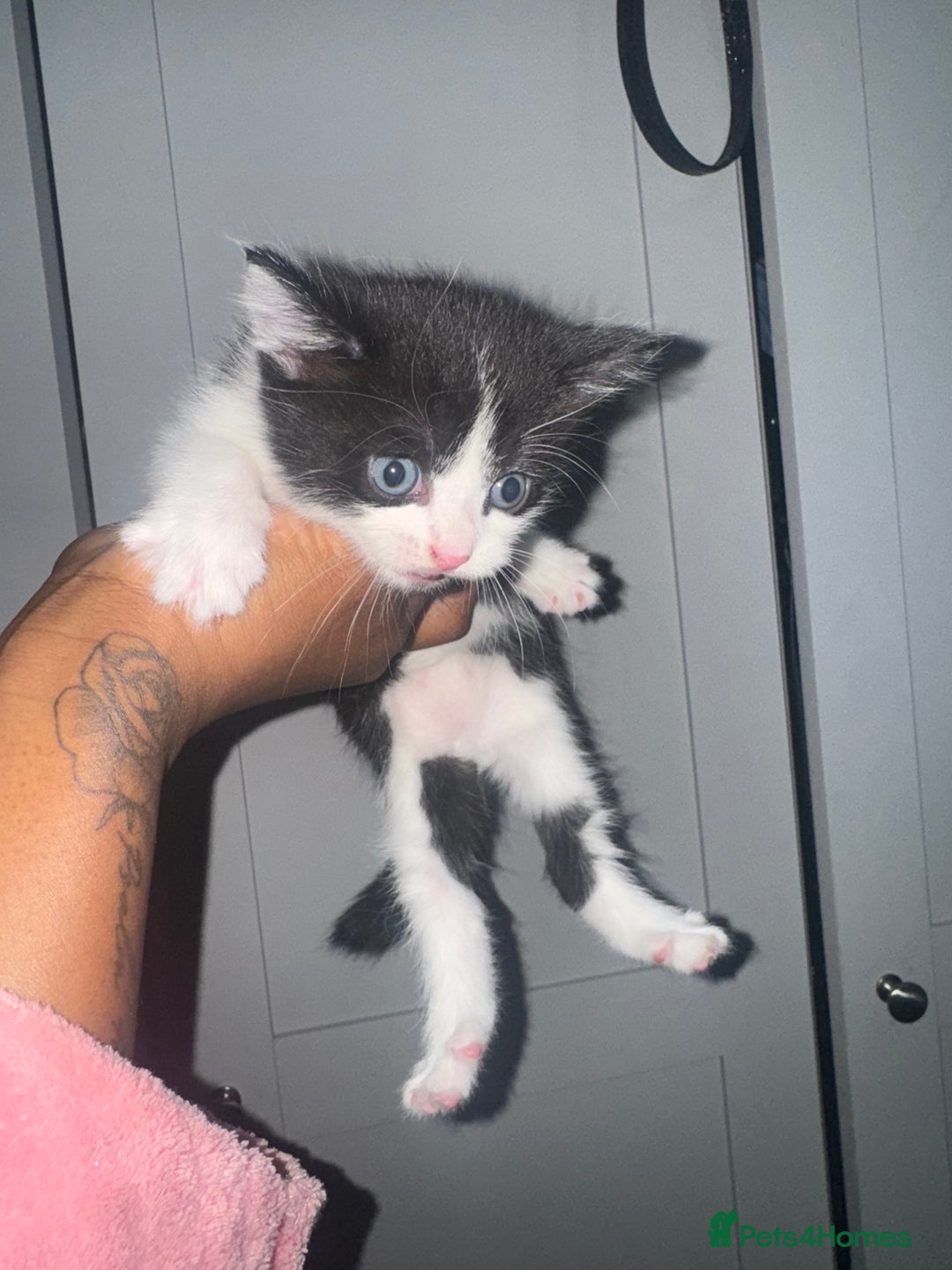 Mixed Breed cats for sale: 4 MIXED BREED KITTENS  - Image 3