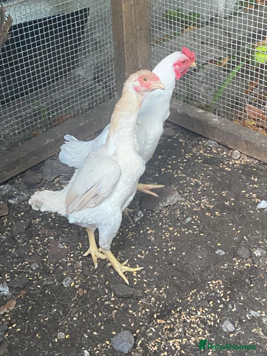 Chickens poultry for sale: Ko shamo - Advert 2
