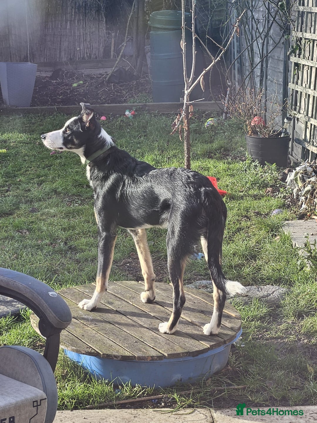 Border Collie dogs for sale: Border Collie Tri Colour - Advert 3