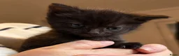 Mixed Breed cats for sale: Black kittens with Ghost stripes  - Advert 3