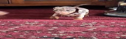 Dachshund dogs for sale: Dacshund  - Advert 17