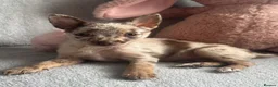 Chihuahua dogs for sale: Chihuahuas  - Advert 34