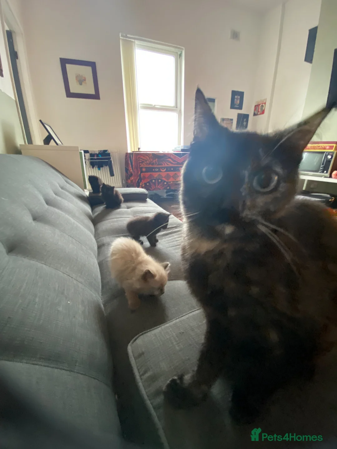 British Shorthair cats for sale: 4 Beautiful kittens - Advert 5