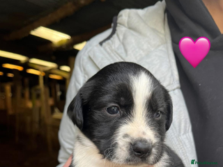 Sprollie dogs Sprollie puppies - Advert 2