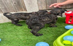 Cockapoo dogs for sale: COCKERPOO’S READY TO LEAVE NOW!  - Image 10