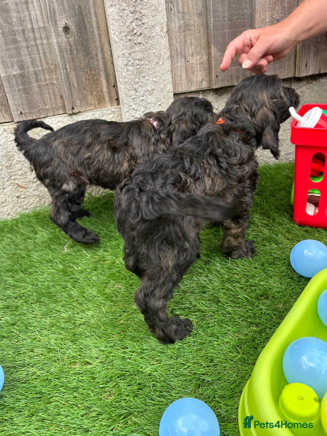 Cockapoo dogs for sale: COCKERPOO’S READY TO LEAVE NOW!  - Image 10
