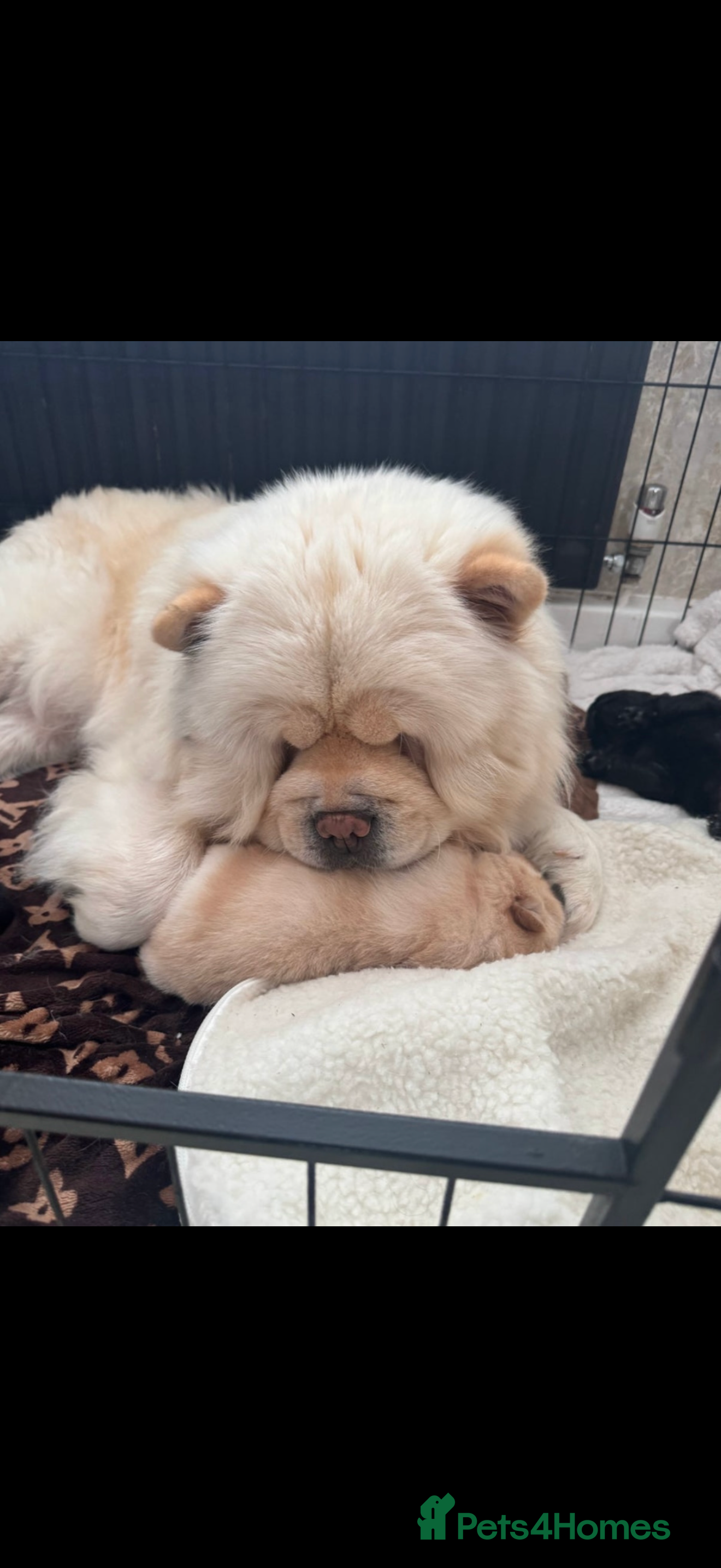 Chow Chow dogs Chow chow  - Advert 2