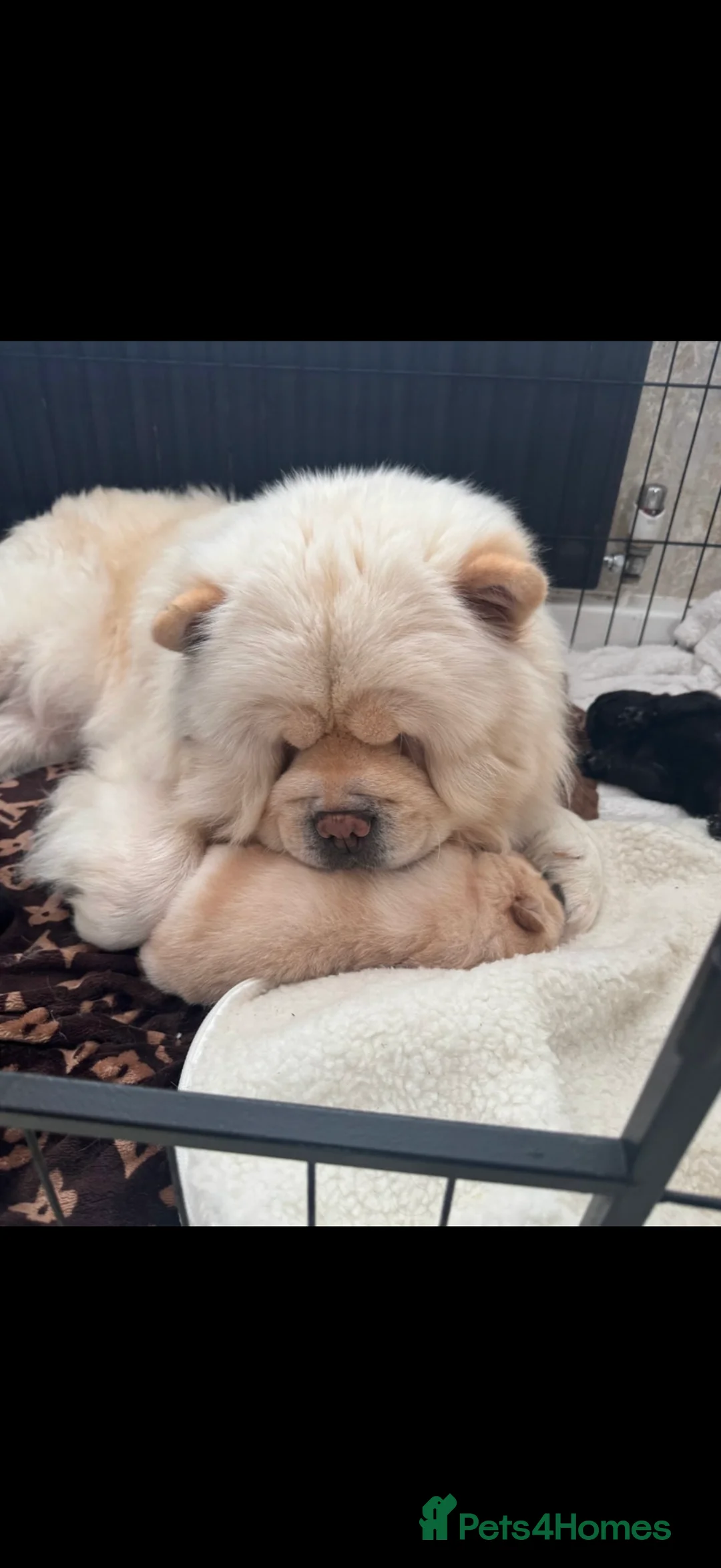 Chow Chow dogs for sale: Chow chow  - Advert 1