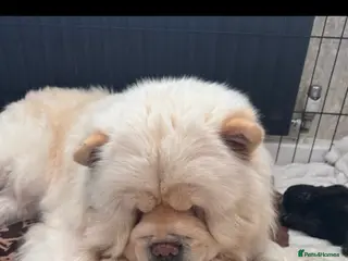 Chow Chow dogs Chow chow - Advert 18