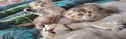 British Shorthair cats for sale: Beautiful British shorthair kittens  - Advert 4