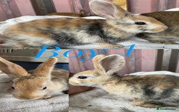 Rex rabbits for sale: lion head x velvet rex babies  - Image 1