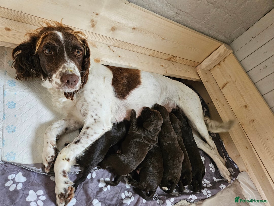 Sprocker dogs for sale: Litter of 6 chocolate/ white Sprocker Spaniels - Image 4