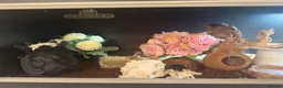 Corn Snake reptiles for sale: Corn snake  in Shrewsbury - Advert 6