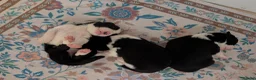Border Collie dogs for sale: Traditional border collie puppies  - Advert 4