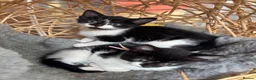 Mixed Breed cats for sale: Beautiful tuxedo kittens - Advert 1