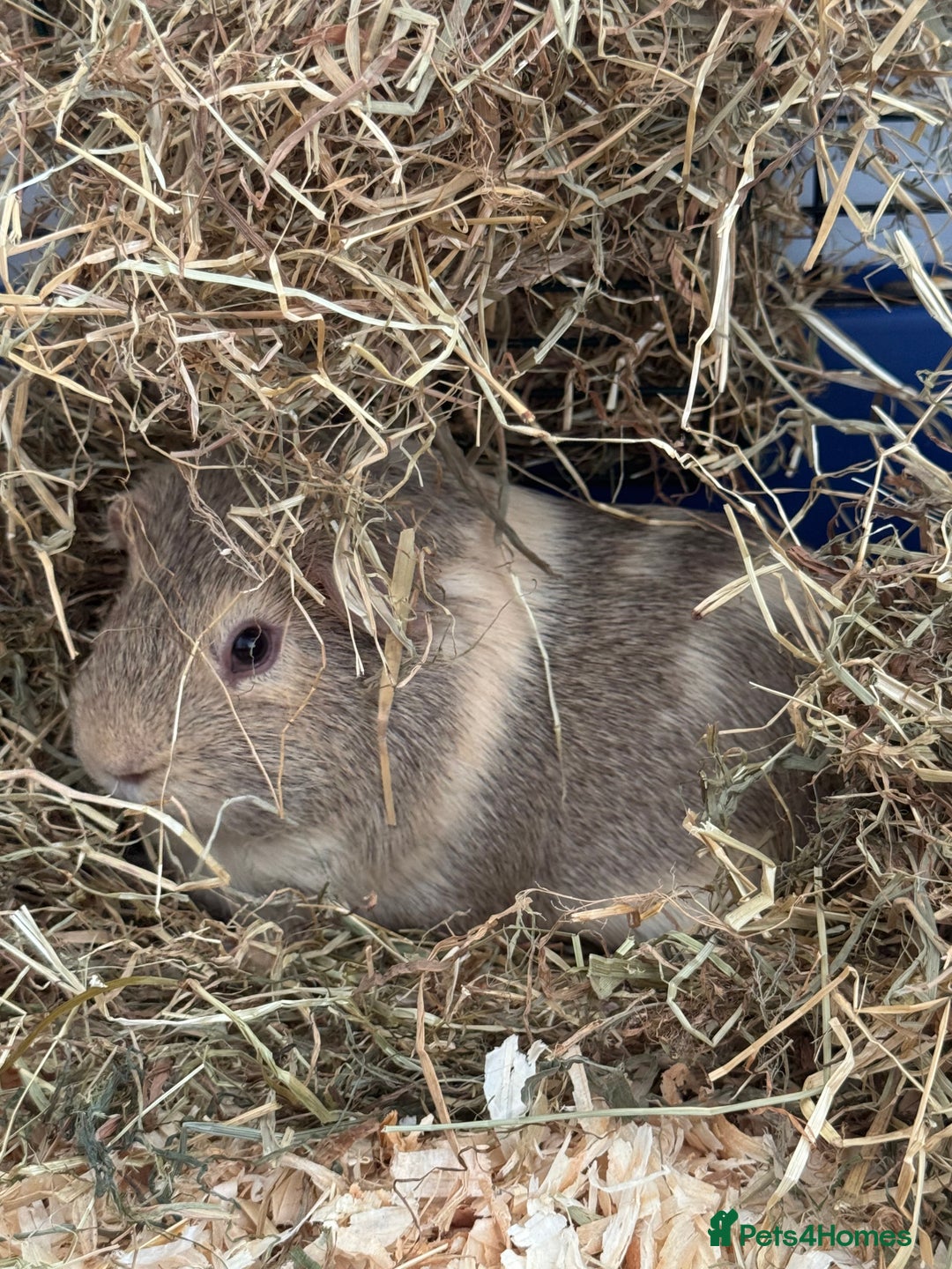 Guinea Pig rodents for sale: Two guinea pigs with setup  - Advert 4