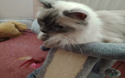 Ragdoll cats for sale: Female Ragdoll Cat - Image 3