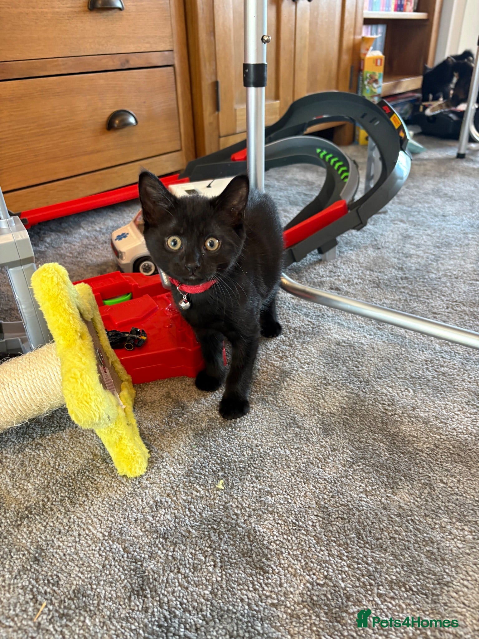 Mixed Breed cats Two beautiful boys - Advert 3