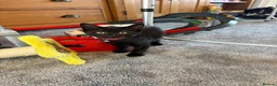 Mixed Breed cats for sale: Two beautiful boys - Advert 1