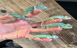 Chameleon reptiles for sale: Yemen Chameleon Babies, Normals & Pieds - Image 5