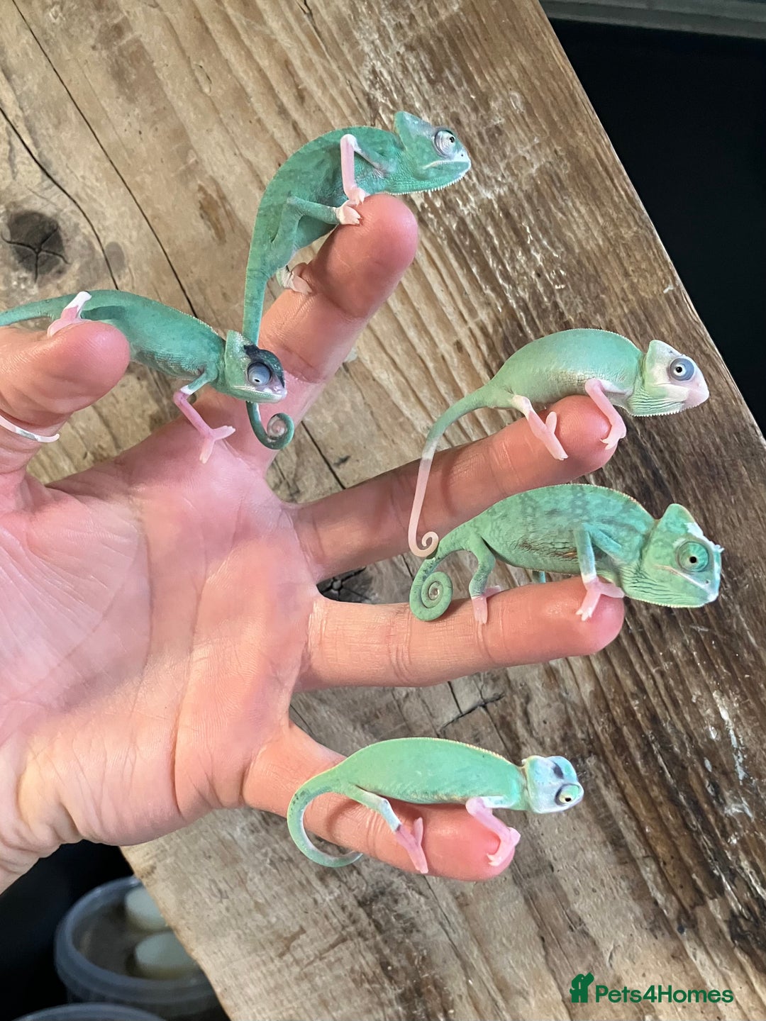 Chameleon reptiles for sale: Yemen Chameleon Babies, Normals & Pieds - Image 5