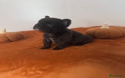 French Bulldog dogs for sale: Fluffy FrenchBulldogs - Image 9