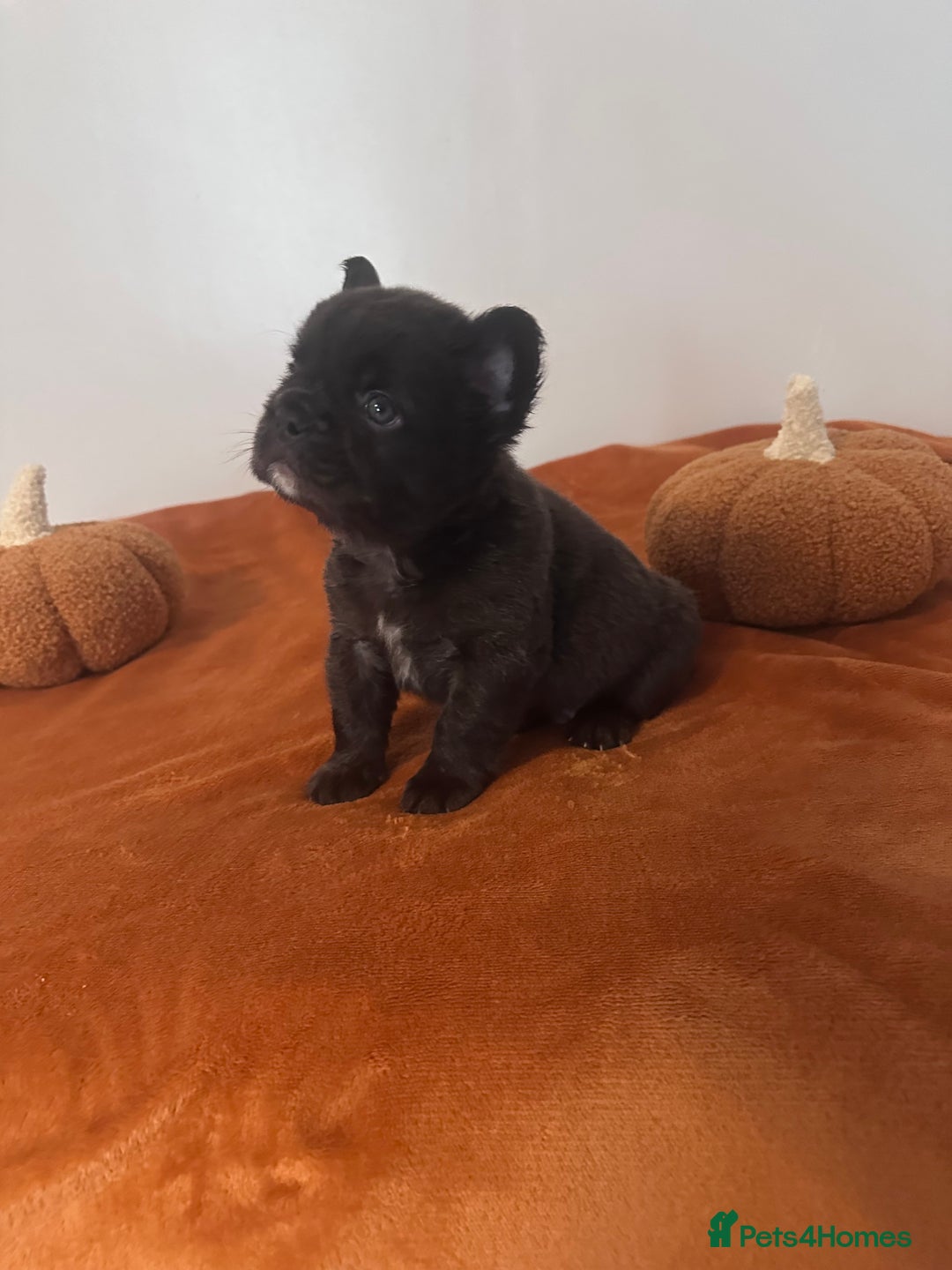 French Bulldog dogs for sale: Fluffy FrenchBulldogs - Image 9