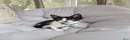 Domestic Shorthair cats for sale: Friendly, cute kittens ready for new homes - Advert 2