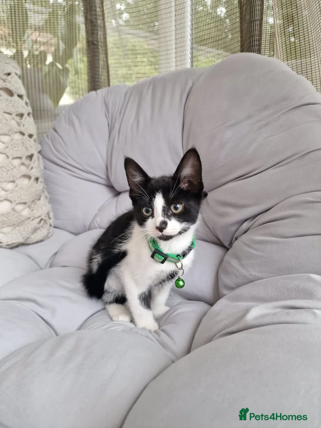 Domestic Shorthair cats for sale: Friendly, cute kittens ready for new homes - Advert 2