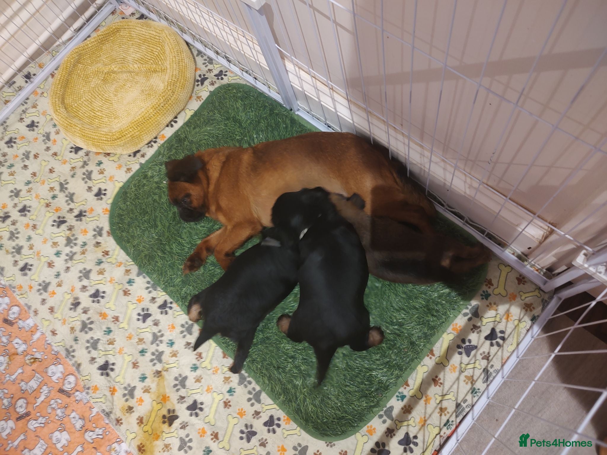 Mixed Breed dogs Adorable Teddy Bear Pupps CKCS × Griffon Belge - Advert 1