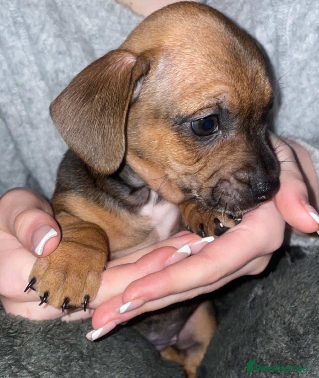 Mixed Breed dogs for sale: Frenchie/ dashund  - Advert 5