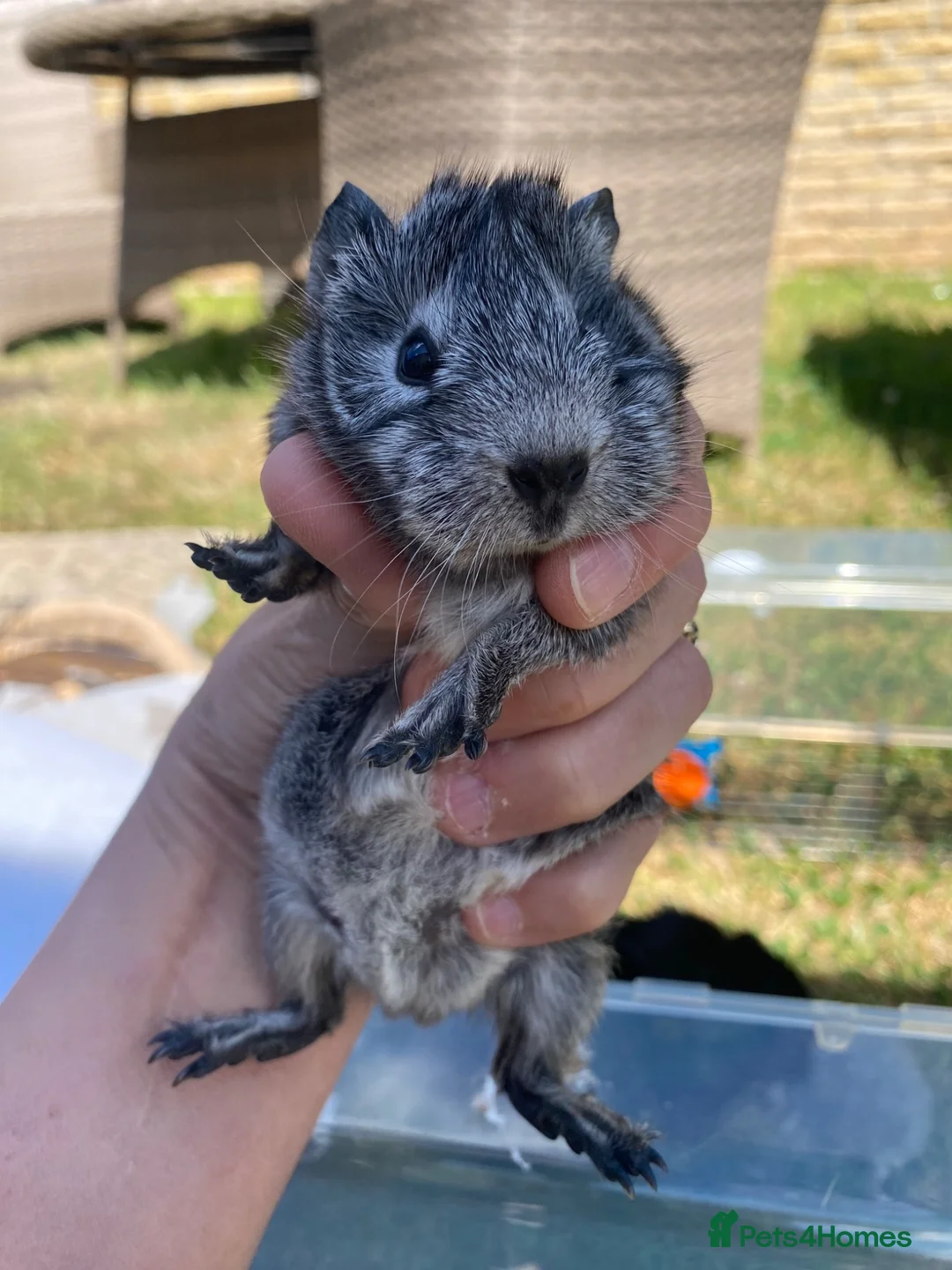 Guinea Pig rodents for sale: Guinea pigs - Advert 2