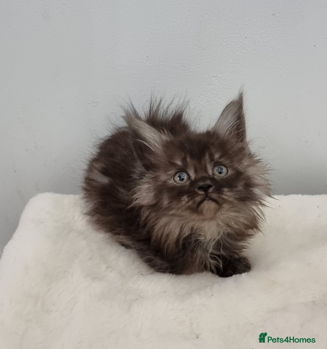 Maine Coon cats for sale: Pedigree Maine Coon Kittens GCCF REGISTERED  - Advert 23