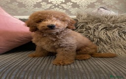 Miniature Poodle dogs for sale: 🐩♥️Kc reg miniature poodles♥️🐩 - Image 5