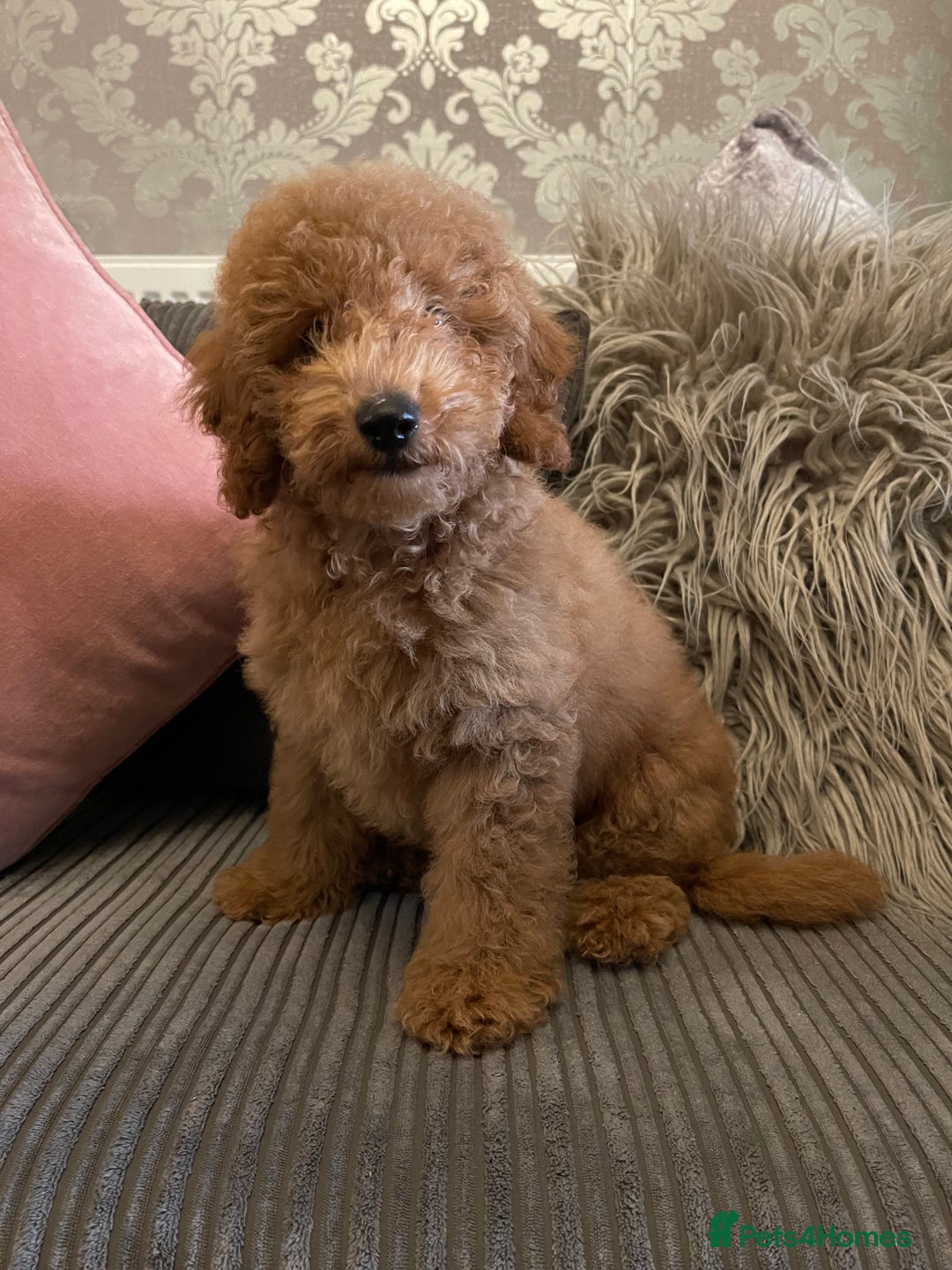 Miniature Poodle dogs for sale: 🐩♥️Kc reg miniature poodles♥️🐩 - Image 5