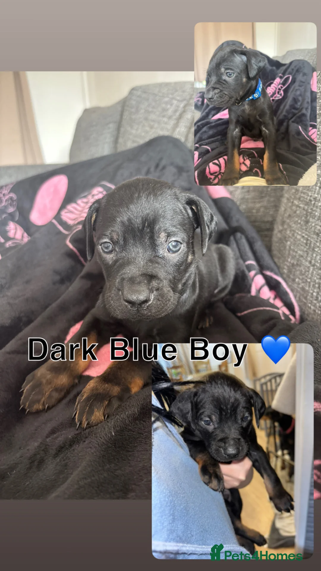 Dobermann dogs for sale: Doberman puppies read description - Advert 2